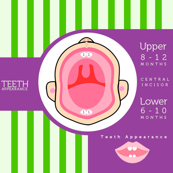 Lower and Upper Incisors