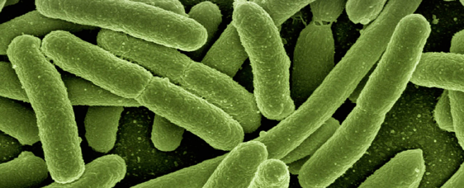 E Coli Bacteria